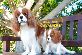 Bel Ami Cavaliers